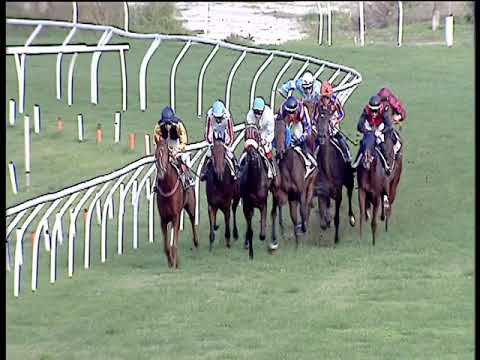 Galoppo 23/11/2019 - 2ª corsa