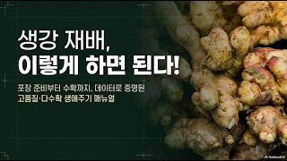 [농사정보] 생강_밭만들기, 소독과 싹틔우기, 심기와 피복, 물과 양분