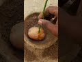 Rose Plant Grow In Potato Shorts Rose Potato