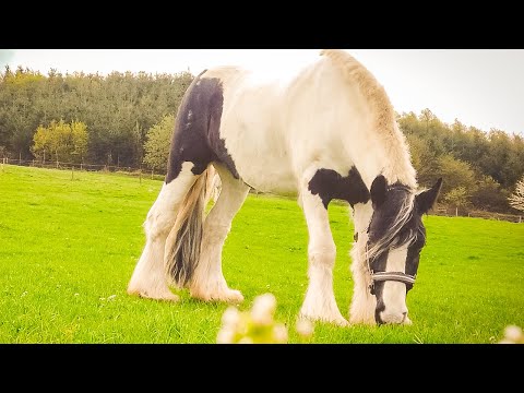 Craig Reever feat. Andy Delos Santos - Nothing Comes Close 🦄 Horse Music Edit