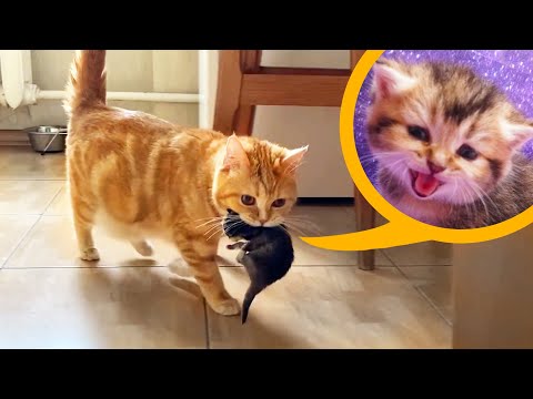 Eine Katze trägt Kätzchen zum Katzenhaus 💜