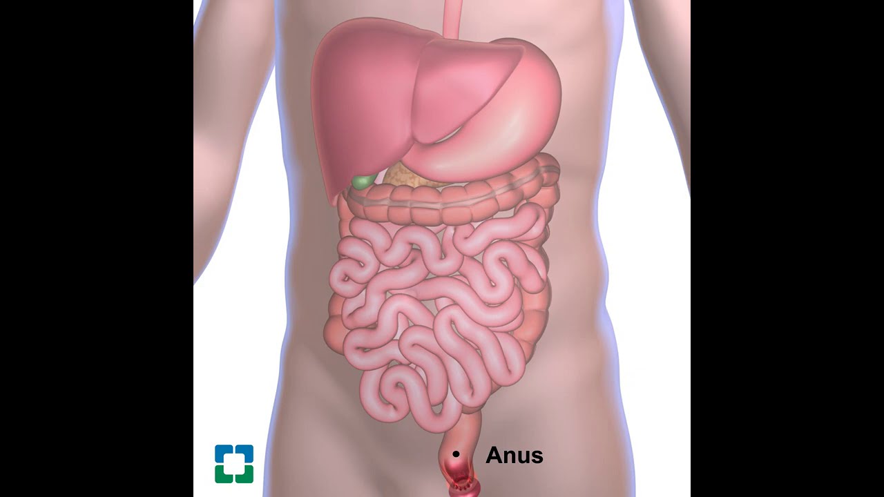 The digestive system.