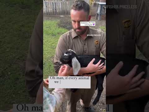 Newbie Nubian Goat Wins Over Homesteading Dad | #loveatfirstsightstatus #nubiangoats #cutebabygoats