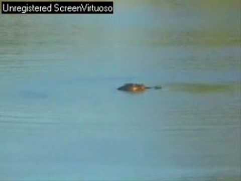 Hippo, strolls in to the water at Djuma 29th may 07