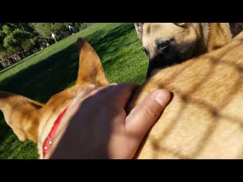 Lady & Ace @ San Dimas Dog Park