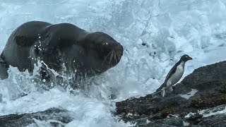 Huge Sea Lion Preys on Penguins | Wild Patagonia | BBC Earth
