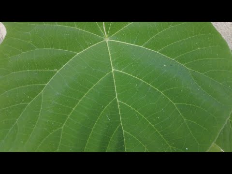 A Day with Nature 🌳☁️