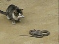 КРУТО! Кот vs Змея!!! 