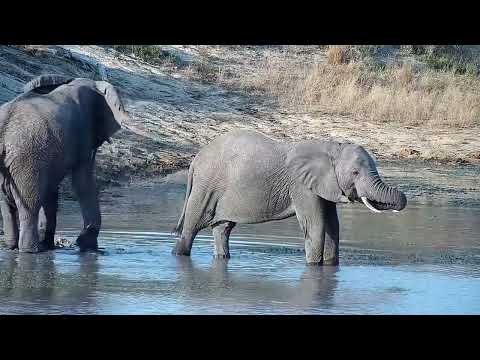 Djuma: Two Elephants get a quick drink at the dam - 16:13 - 07/31/2022