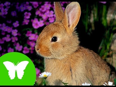 La Eduteca - Los animales