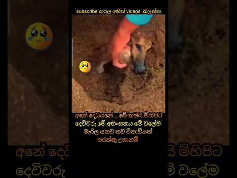 මේ අහිංසකයන්ට පිහිට වෙන්න 😕😟☹️😮😳🥺😭#dogshorts#sadshorts#sadsong#sadstory#dogvideos#trendingshorta