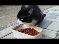 Feeding The Hungry Tuxedo Cat Helping Stray Cats
