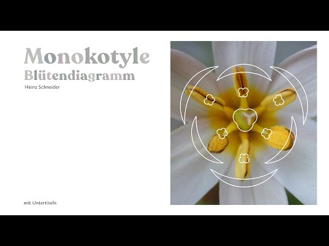 Monokotyle (1/2): Blütendiagramm