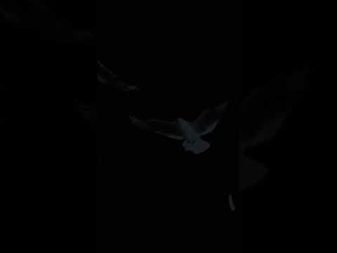 ČIERNE TULIPÁNY Robo Grigorov #shorts #robogrigorov