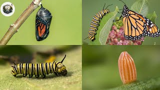 Life cycle of Monarch Butterfly 4k HD || From eggs to full grown butterflies #butterflylifecycle