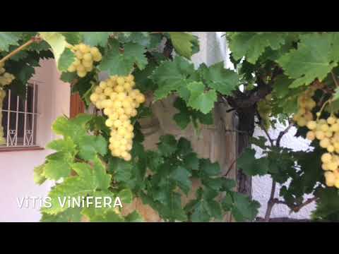 Vitis vinifera. Garden Center online Costa Brava - Girona.