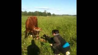 preview picture of video 'Fun with cow'