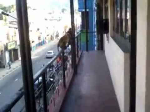 monkeys on the balcony in kandy