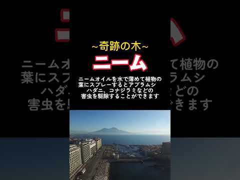 ニームの木について詳しく解説
