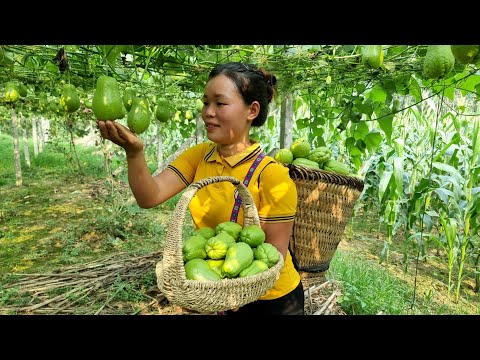 Harvesting Chayote Goes to the market to sell & Cook pet food - Build new life | Trieu Mai Huong