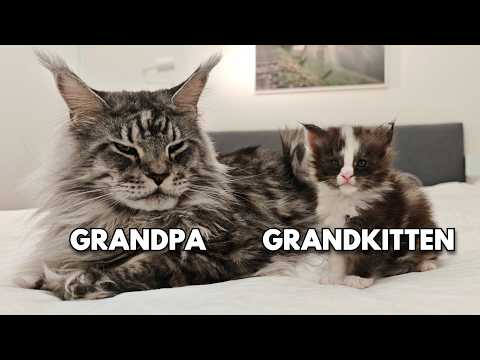 Grandpa Cat Meets His Grandkittens For the First Time!