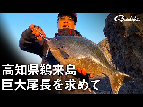 【G WORLD】＃7 高知県鵜来島 群青の海に巨大尾長を求める！