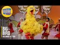 Big Bird Big Bird Dances With Bird Watchers On The Ed Sullivan Show