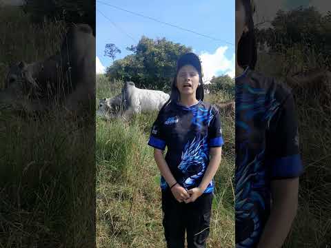 Agroemprendimiento lechero Dayanna hernandez cabrera cundinamarca