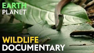 Jungle of the Sun: Wildlife of the Dry Tropical Forests of Central and South America | Jungle Planet