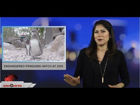 Endangered penguins hatch at zoo (ASL - 5.10.19)