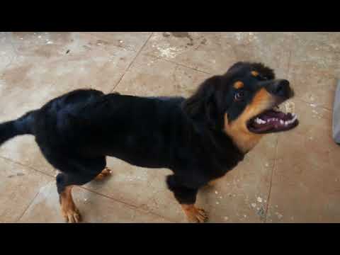 Kaiser Rugged boy. Chandramohan Govindaraj