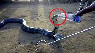 Rescued King Cobra drinks mineral water from Police Officer