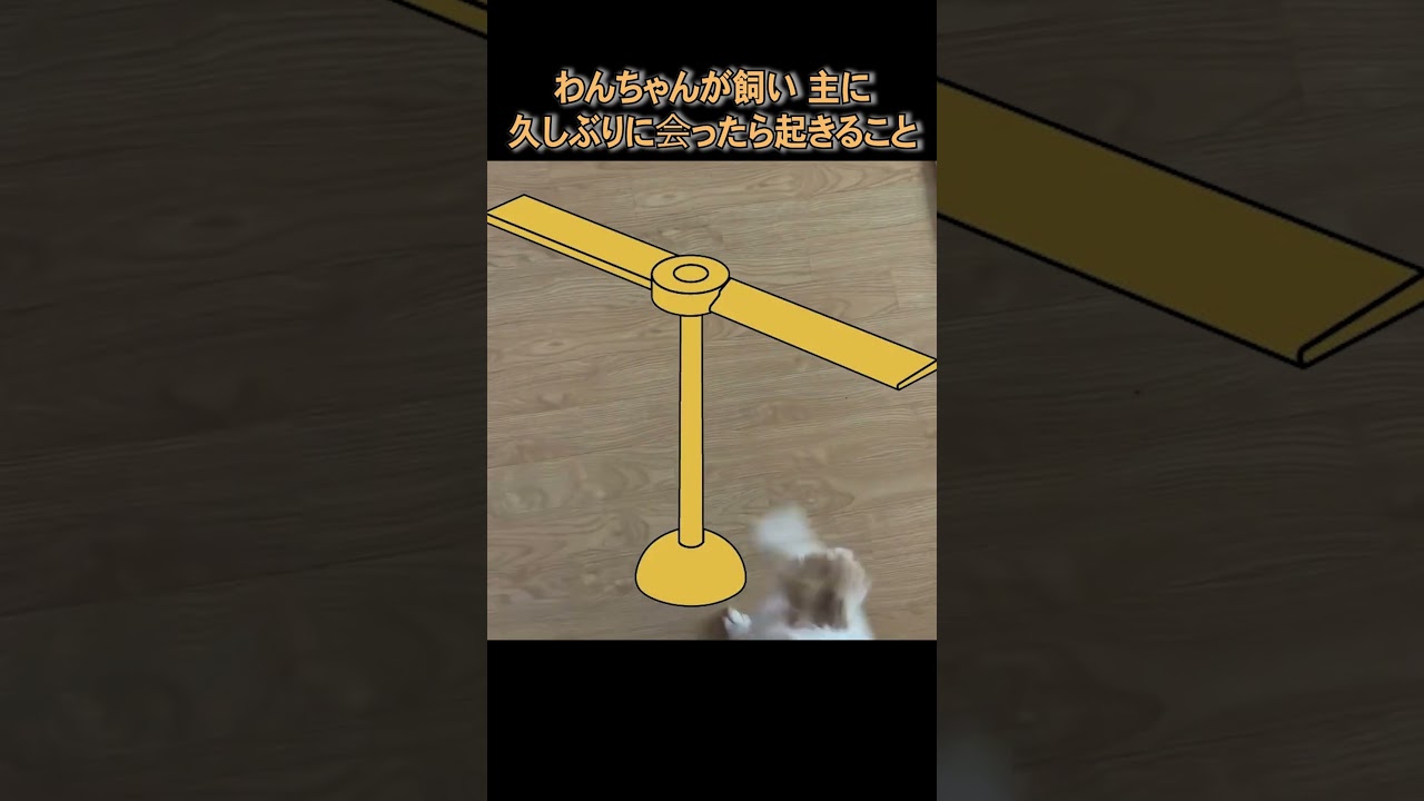 1年ぶりの再会に大はしゃぎするワンちゃん