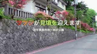 preview picture of video '岩手県奥州市・水沢公園のツツジが見頃を迎えます。'