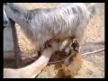 Heboh Kuasa Allah Onta Nyusu Kambing