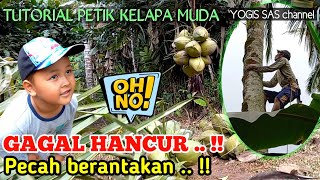 Download lagu PANEN KELAPA || Tutorial petik buah kelapa muda cara mudah panen kelapa mp3