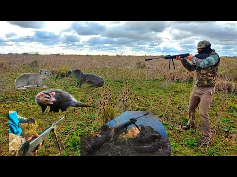 LA CAZA DE CUISES!! No te lo Pierdas!! Palomas, Comadrejas y Más