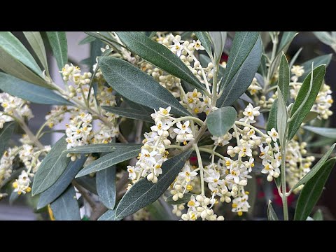複数の花が咲くオリーブヤナギ 植物