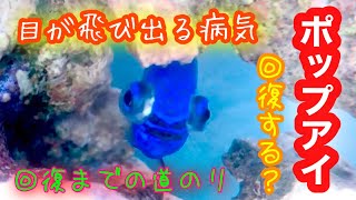 ポップ アイ 金魚 Watch Hd Mp4 Videos Download Free