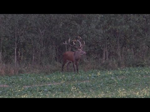 Wölfe auf dem Brunftplatz - Hirschbrunft in Litauen