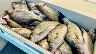 White Bass Fishing the Wolf River in Fremont WI - It's Smoked Fish TIME!!!