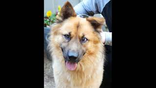 Video preview image #1 German Shepherd Dog-Unknown Mix Puppy For Sale in Enfield, CT, USA