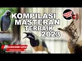 1 Bikin Melongo Isian Mewah Semua ️KOMPILASI Masteran Juara Terbaru 2023