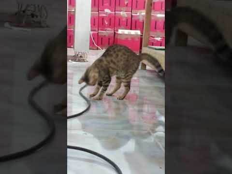 my blind cat play with sigarette 🚬