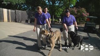 WFAA Original: This dog and this cheetah are best buds. No, really.