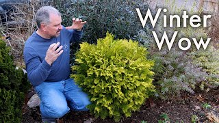 Top 10 Winter Wow Plants in the Garden - Southern Living Plant Collection