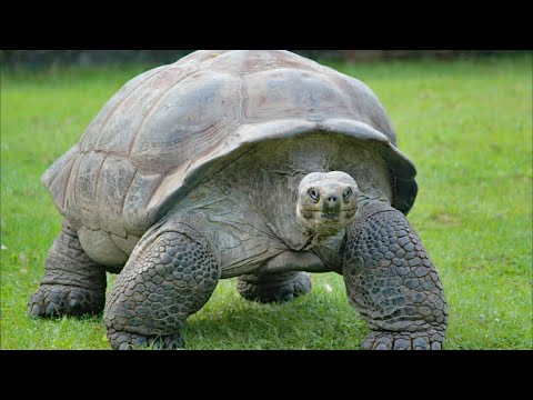 Partizan83 - Die Beständigkeit Der Schildkröte