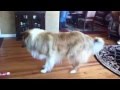 Show Dog Collies Moon Walk