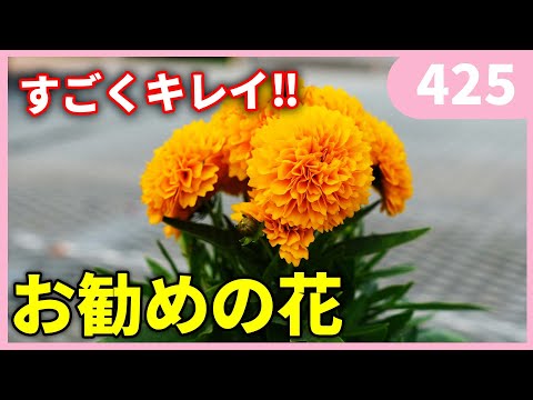 園芸 輪生コレオプシス、針葉コレオプシス