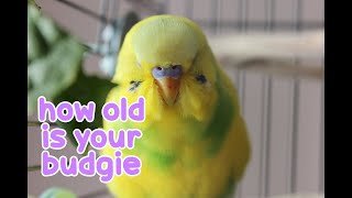 How Old is Your Budgie?